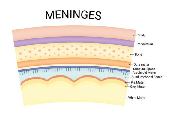 Download Meninges Science Design Vector Diagram - Vector Collection