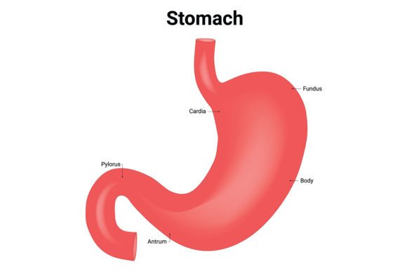 Download Stomach Science Design Vector Diagram - Vector Collection