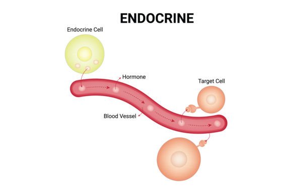 Download Endocrine Science Design Vector Diagram - Vector Collection